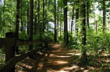 Школьники могут присоединиться к акции "Будущее леса в твоих руках"