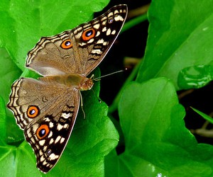 Особенности проведения ЗНО по биологии в 2011 году