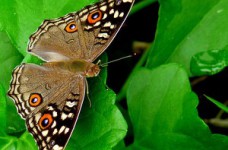 Особенности проведения ЗНО по биологии в 2011 году