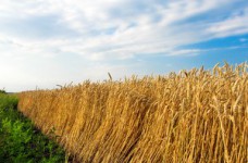 Гранты на обучение в аграрных вузах Украины