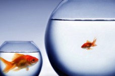 Что собой представляют программы mini-MBА?