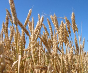 Agro MBA от kmbs - первая в Украине