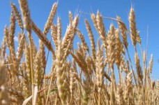 Agro MBA от kmbs - первая в Украине