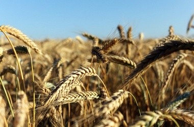 В управление МОН переданы аграрные вузы