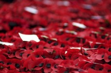 Помним. Побеждаем: как в школах отметят Победу над нацизмом