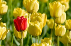 Опубликованы ответы на ЗНО по биологии