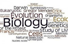Порог теста ЗНО по биологии составил 24 тестовых балла