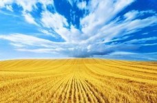 Раскраска для детей «Герб и флаг Украины»