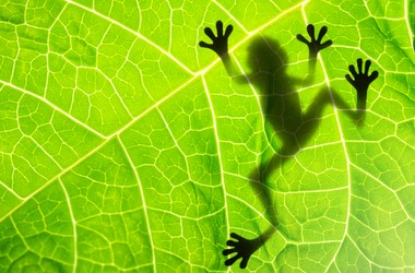 Порог теста ЗНО по биологии составил 24 балла