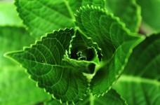 Определены результаты ЗНО-2016 по биологии