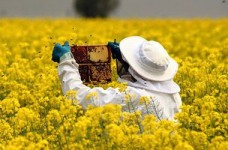 МОН объяснило, зачем стране пчеловоды и виноградари