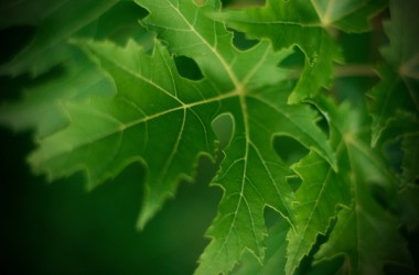 Порог теста ЗНО по биологии составил 23 тестовых балла