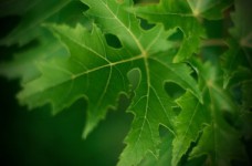 Порог теста ЗНО по биологии составил 23 тестовых балла