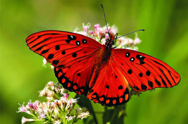 Опубликованы ответы на тест ЗНО по биологии