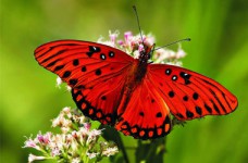 Опубликованы ответы на тест ЗНО по биологии