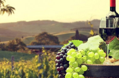 Садоводство, плодоовощеводство и виноградарство - специальность уровня «бакалавр»