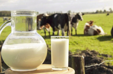 Технология производства и переработки продукции животноводства - специальность уровня «бакалавр»