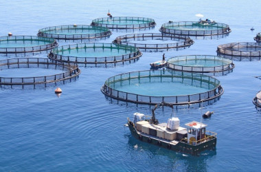 Водные биоресурсы и аквакультура - специальность уровня «бакалавр»