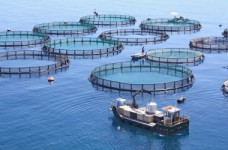 Водные биоресурсы и аквакультура - специальность уровня «бакалавр»