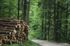 Лесное хозяйство - специальность уровня «бакалавр»