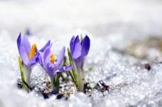 Весна. 25 неделя НУШ для первого класса 