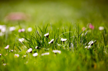 «Мир растений»: 28 неделя НУШ для первого класса