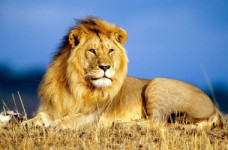 «Мир животных»: 29 неделя НУШ для первого класса