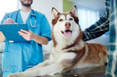 Ветеринарная медицина - специальность уровня «магистр»