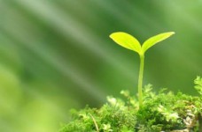 «Моя окружающая среда»: 4-я неделя НУШ для первого класса