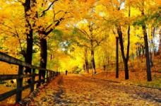 «Осень»: 5-я неделя НУШ для первого класса