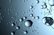 Опубликованы ответы на тест ЗНО по биологии