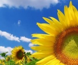 Реалізація громадянського виховання молодших школярів на основі краєзнавчої тематики курсу "Я і Україна"