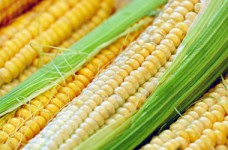 Агроинженерия - специальность уровня «магистр»