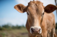 Ветеринарная гигиена, санитария и экспертиза - специальность уровня «магистр»