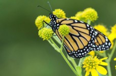 Заботимся об окружающей среде: задания по экологии для детей       