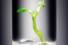 9 июня состоится внешнее независимое оценивание по биологии