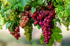 Садоводство, плодоовощеводство и виноградарство - специальность уровня «магистр»