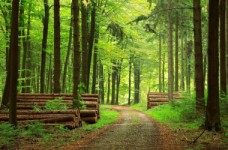 Лесное хозяйство - специальность уровня «магистр»