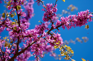 1 и 9 мая в Украине будут рабочими днями