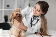 Будущие ветеринары-магистры сдали единый экзамен